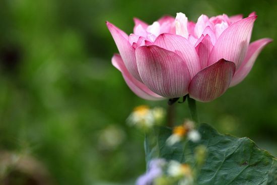 Fotografía de una flor de nenúfar