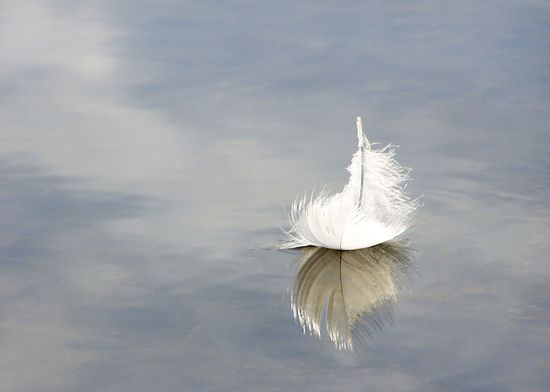 Fotografía de una pluma sobre la superficie del agua